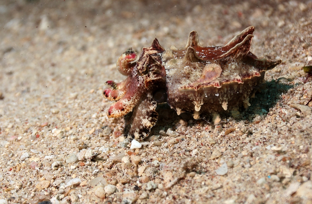 Sipadan_2015_Seiche flamboyante_Metasepia pfefferi_IMG_3075_rc.jpg